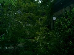 tree on from front door